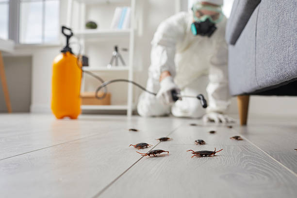 Post-Treatment Bed Bug Interceptor Monitoring in Olga
